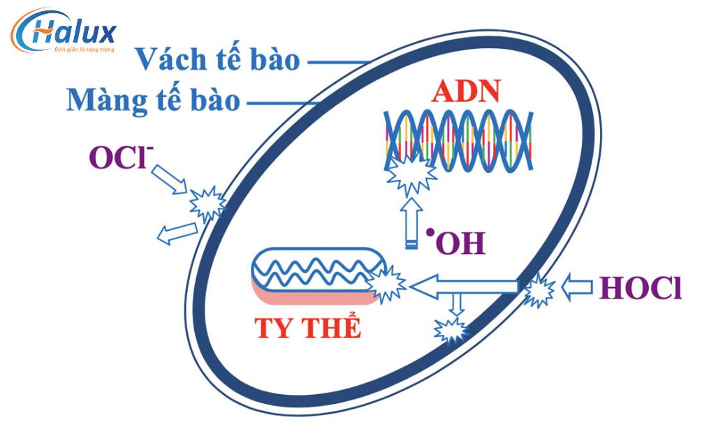 Cơ chế khử trùng của hóa chất Chlorine