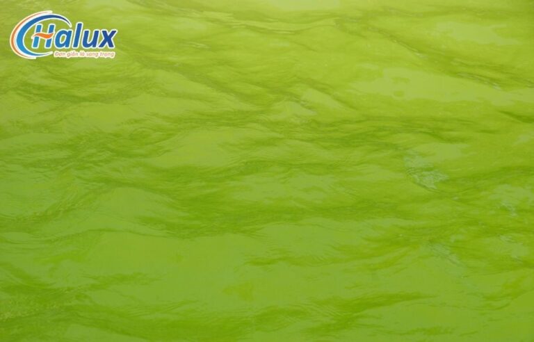 Bật mí cách xử lý nước hồ bơi bị rêu tảo hiệu quả nhất