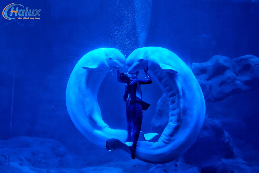 Dự án thủy cung Chang Qiao Polar Ocean World do đơn vị đối tác Halux thực hiện