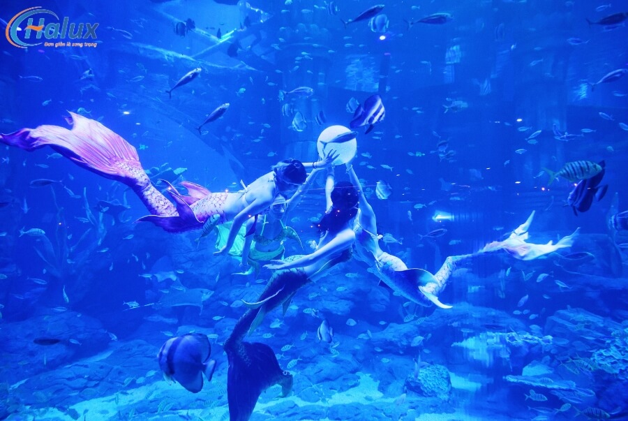 Không gian đại dương thu nhỏ siêu chân thực